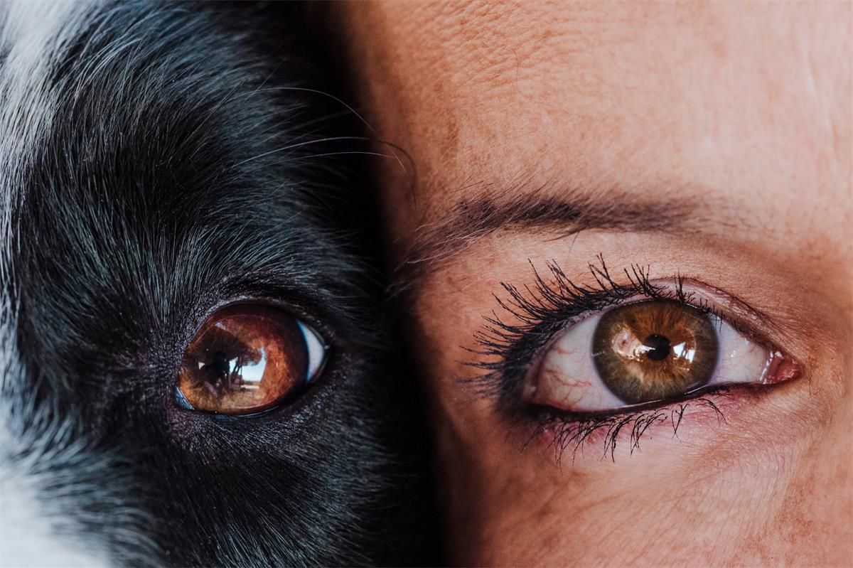 dog eye and human eye